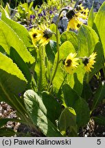 Cremanthodium delavayi