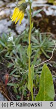 Cremanthodium helianthus