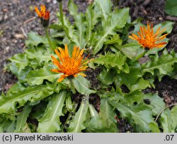 Crepis aurea (pępawa złota)