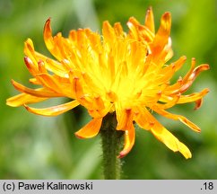 Crepis aurea (pępawa złota)