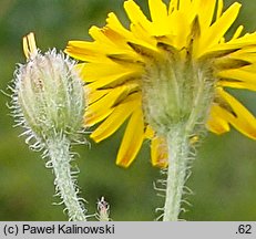 Crepis foetida ssp. foetida (pępawa cuchnąca)