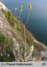 Crepis sancta ssp. nemausensis (pępawa święta nimezyjska)