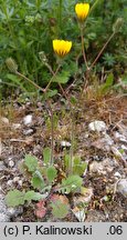 Crepis sancta ssp. nemausensis (pępawa święta nimezyjska)