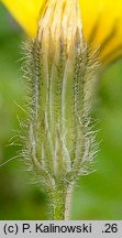 Crepis sancta ssp. nemausensis (pępawa święta nimezyjska)