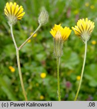 Crepis sancta ssp. nemausensis (pępawa święta nimezyjska)