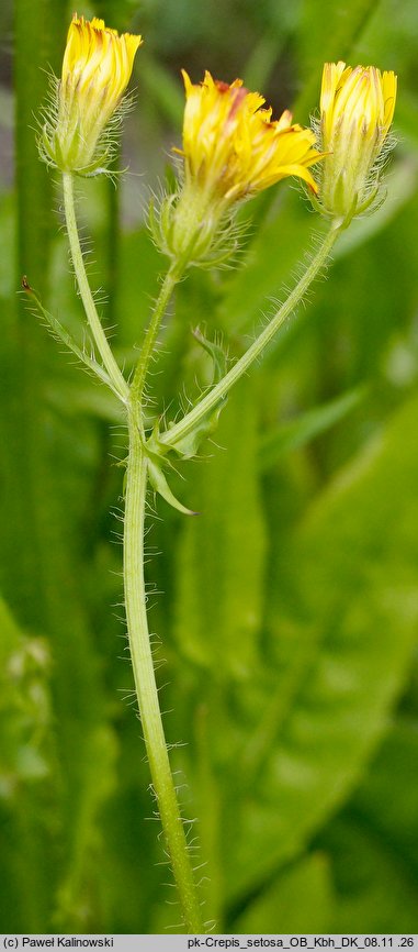 Crepis setosa (pępawa szczeciniasta)