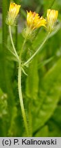 Crepis setosa (pępawa szczeciniasta)