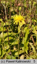 Crepis sibirica