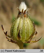 Crepis vesicaria ssp. taraxacifolia (pępawa pęcherzykowata Haenselera)