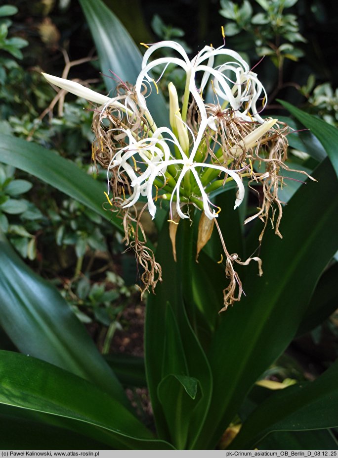 Crinum asiaticum (krynka azjatycka)