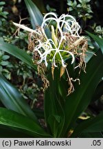 Crinum asiaticum (krynka azjatycka)