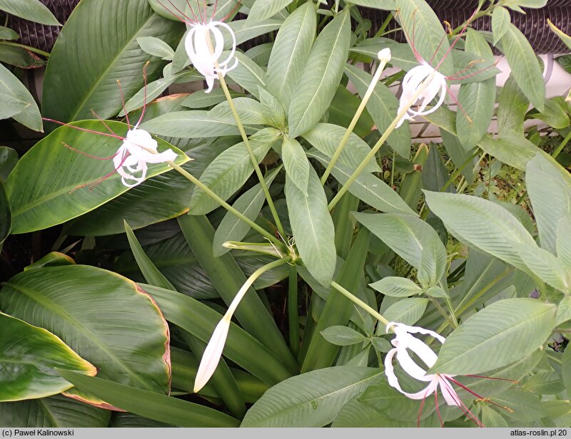 Crinum kunthianum