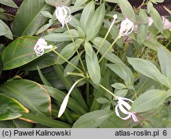Crinum kunthianum