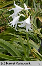 Crinum moorei Album