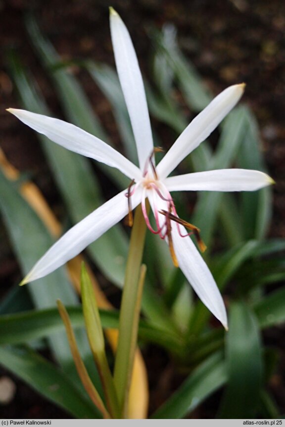 Crinum oliganthum