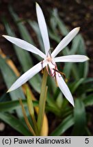 Crinum oliganthum