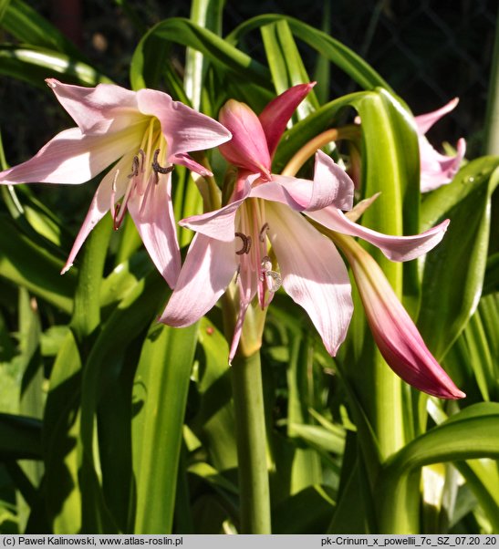 Crinum x powellii