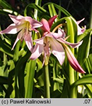 Crinum x powellii