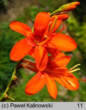 Crocosmia ×crocosmiiflora (krokosmia ogrodowa)