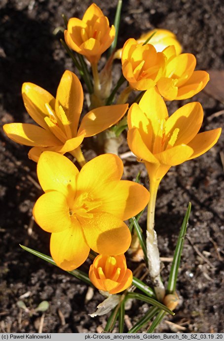 Crocus ancyrensis ‘Golden Bunch’ (szafran turecki 