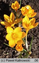 Crocus ancyrensis ‘Golden Bunch’ (szafran turecki 