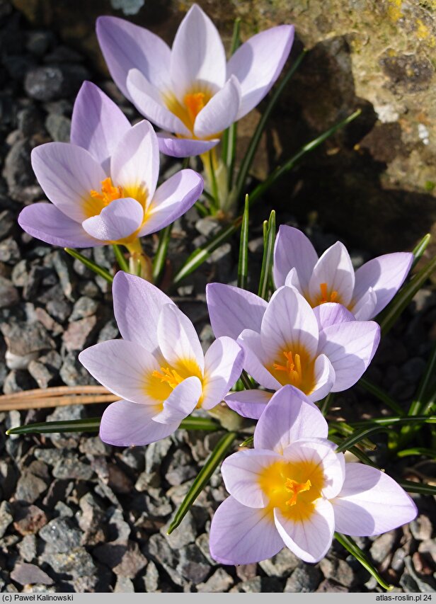 Crocus atticus