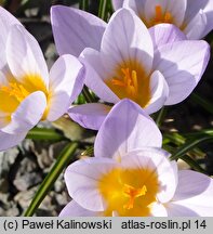 Crocus atticus