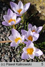 Crocus atticus