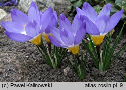 Crocus sublimis