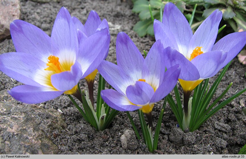 Crocus sublimis