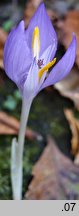 Crocus banaticus