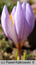 Crocus etruscus