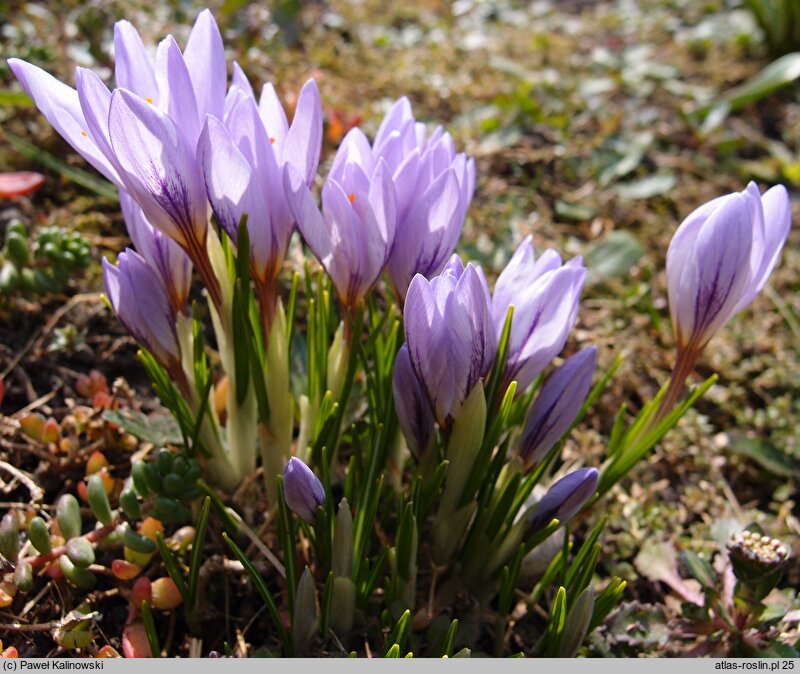 Crocus etruscus