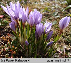 Crocus etruscus