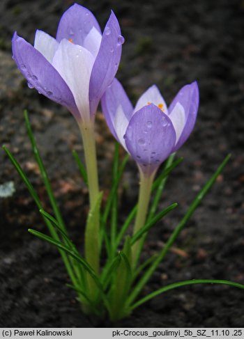 Crocus goulimyi (krokus jesienny)