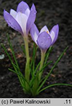 Crocus goulimyi (krokus jesienny)