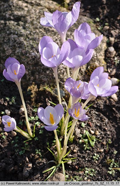 Crocus goulimyi (krokus jesienny)