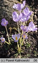 Crocus goulimyi (krokus jesienny)