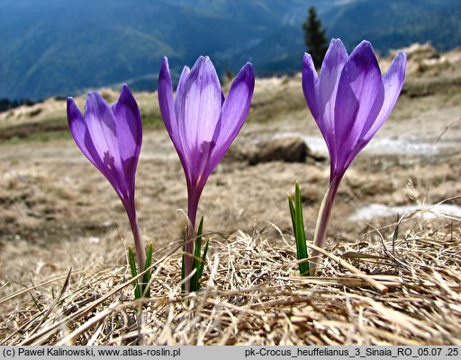 Crocus heuffelianus (krokus karpacki)