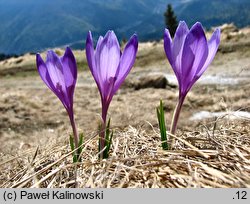 Crocus heuffelianus (krokus karpacki)