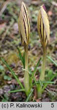 Crocus imperati