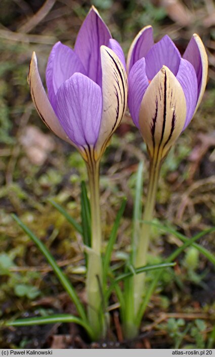 Crocus imperati