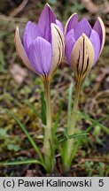 Crocus imperati