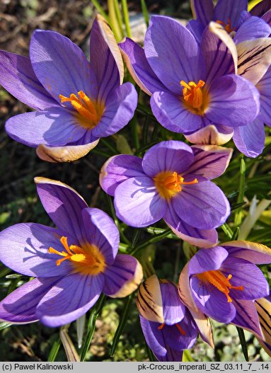 Crocus imperati