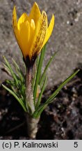 Crocus korolkowii (krokus Korolkowa)