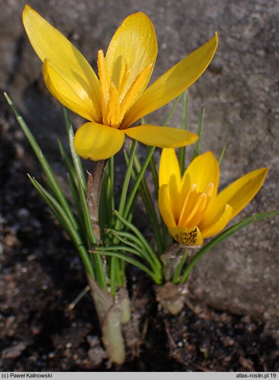 Crocus korolkowii (krokus Korolkowa)