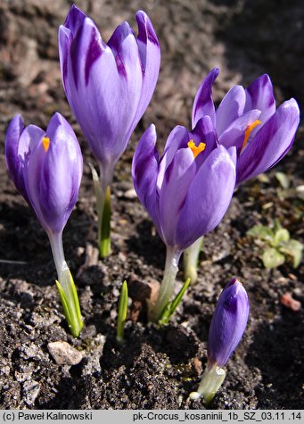 Crocus kosaninii
