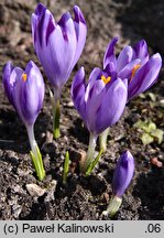 Crocus kosaninii