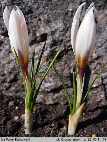 Crocus malyi (krokus Maly'ego)