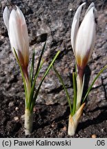 Crocus malyi (krokus Maly'ego)